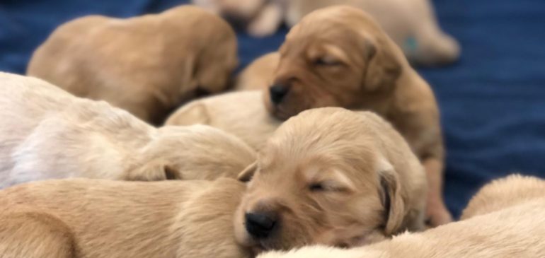 Happy 2 weeks, Funstuff Goldens R-litter!