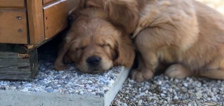 Happy 6 weeks Funstuff Goldens R-litter!