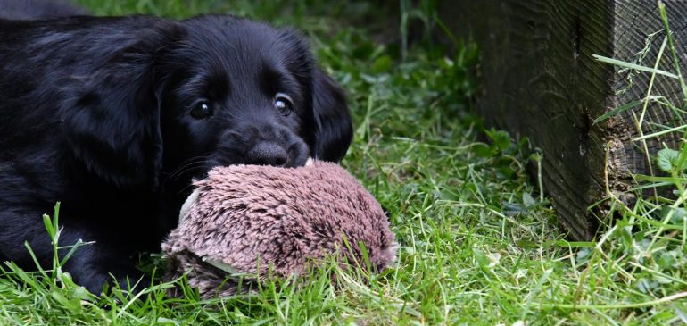 Happy 6 weeks, Funstuff Flatcoats I-litter!