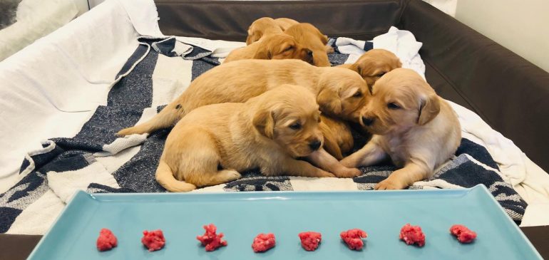 Happy 3 weeks Funstuff Goldens R-litter!!