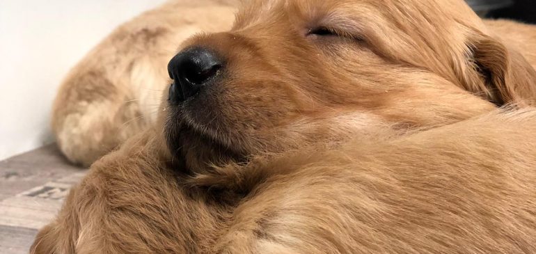 Happy 4 weeks, Funstuff Goldens R-litter!