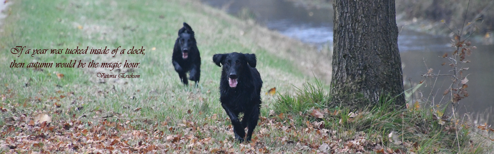 funstuff flatcoats